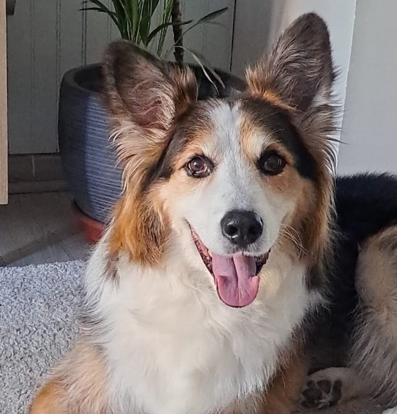 Charly, la mascota inspiradora de PetControl